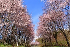 岩木山の桜並木