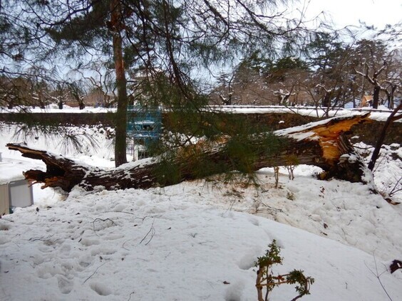 災害支援倒木写真