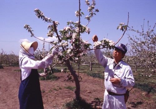 りんご生産園作業写真