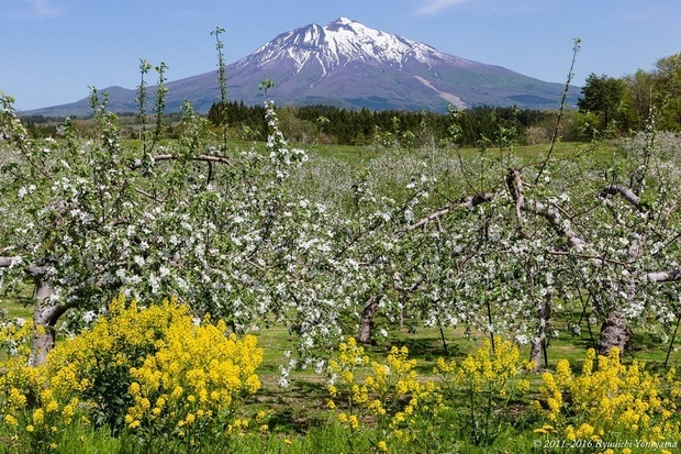 りんごの花と岩木山