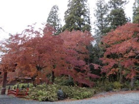 境内の紅葉
