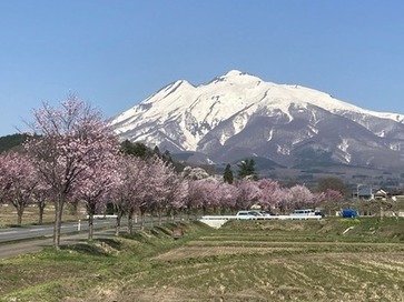 岩木山とオオヤマザクラ