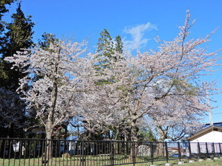 歴史館前の桜