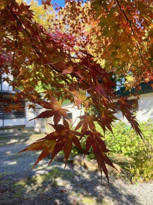 高照神社のもみじ