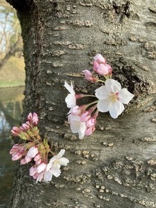 胴吹き桜